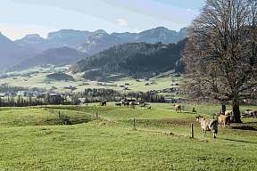 Umgebung Breitenmoser Gustarium 